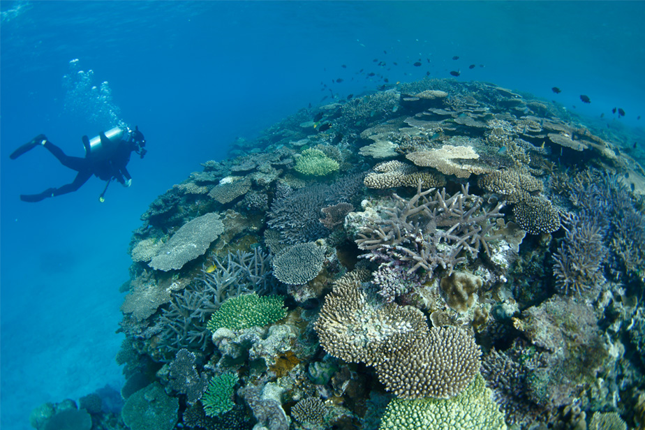 スキューバダイビング