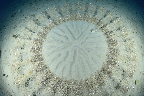 アマミホシゾラフグ